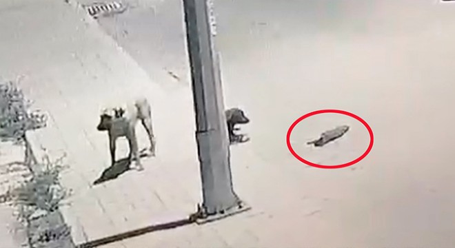 Antalya da, başıboş 2 köpeğin kediyi boğduğu anlar kamerada