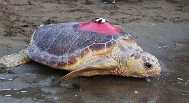 Deniz kaplumbağası  Tuba dan 3 aydır sinyal alınamıyor