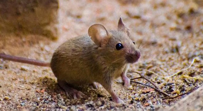New York ta fare krizi: Hastalıklar rekor seviyede arttı