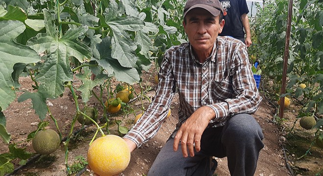  Bu mevsimde olmaz  diyenlere aldırmadı, kışın serada kavun yetiştirdi