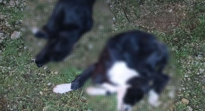 5 i yavru 6 köpek ile 1 kedi zehirlenmiş halde bulundu