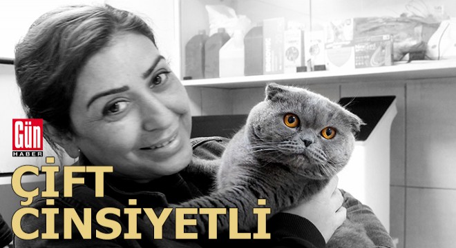 6 milyonda 1 görülen çift cinsiyetli kedi ameliyat edildi