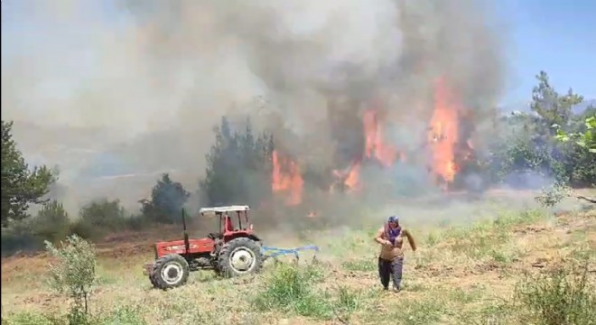 Adana da orman yangını