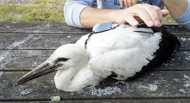 Afrika ya dönüş yolundaki ‘kayıp leylek’ Emirdağ’da ölü bulundu