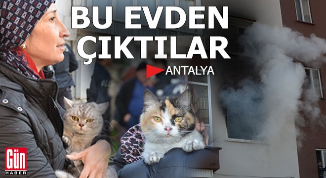 Antalya da 2 kedili evde can pazarı