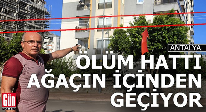 Antalya da içinden ölüm hattı geçen ağaç