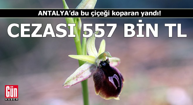 Antalya da orkide mevsimi başladı; koparmanın cezası 557 bin 212 TL