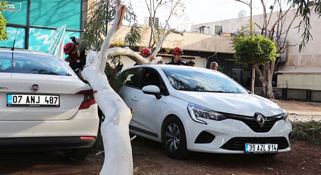 Antalya da rüzgarın devirdiği ağaç 2 otomobilin üzerine düştü