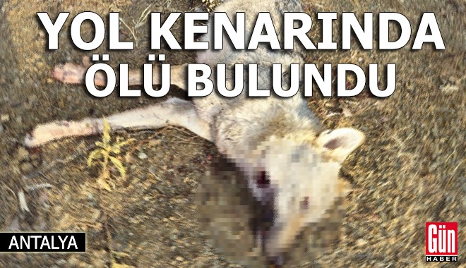 Antalya'da tüfekle öldürülmüş kurt bulundu