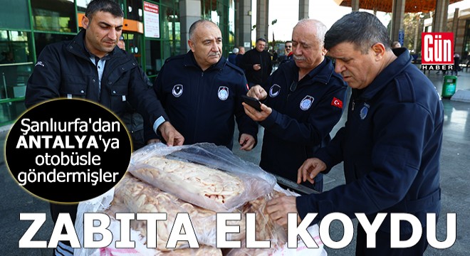 Antalya da zabıta otobüsle gönderilen 300 kilo sakatata el koydu