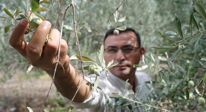 Antalya da zeytin hasadı başladı