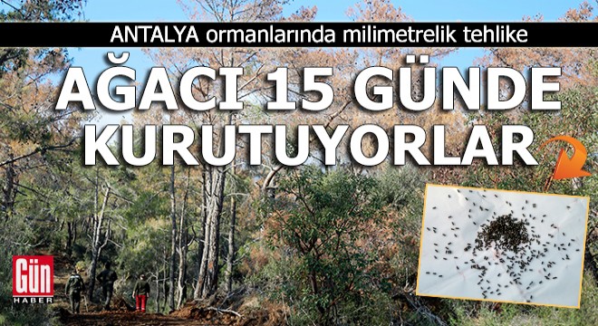 Antalya ormanlarında milimetrelik tehlike; ağacı 15 günde kurutuyorlar