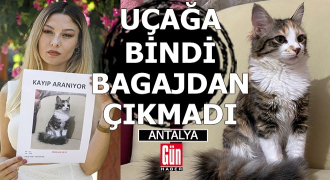 Antalya uçağında kaybolan kedisini sokakta arıyor