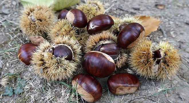 Asırlık ağaçlardan kestane hasadı