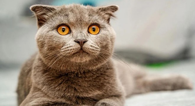 British Shorthair Fiyat Skalası: 2025 Güncel Fiyatlar ve Etkileyen Faktörler