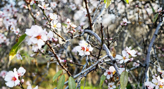 Çiçek açan badem ve kiraz ağaçları üreticiyi düşündürüyor