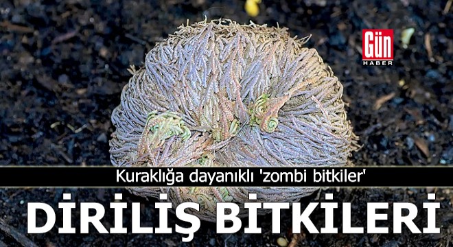 Diriliş bitkileri: Kuraklığa dayanıklı  zombi bitkiler 