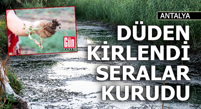 Düden Çayı nın  zehirli  suyu, seralardaki mahsulü kuruttu