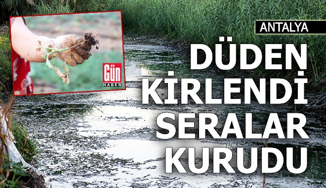 Düden Çayı'nın 'zehirli' suyu, seralardaki mahsulü kuruttu