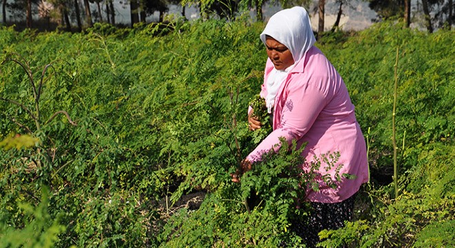 İlk kez Nurdağı nda ekilen  moringa da hasat zamanı