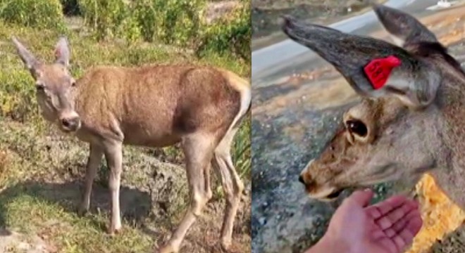 Kızıl geyiklerden biri tarlada, diğeri köyde görüntülendi