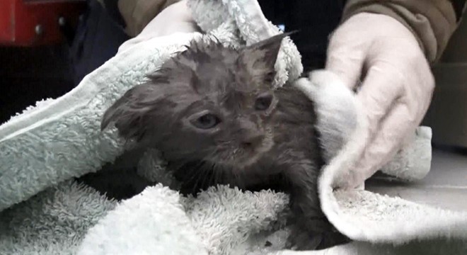 Klozete düşen yavru kedi kurtarıldı
