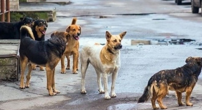 Köpeğin saldırdığı 9 yaşındaki çocuk yaralandı