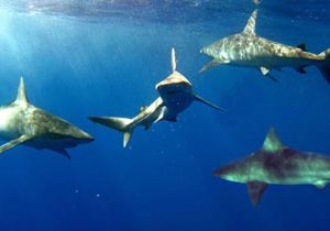 Kum köpekbalıklarının sayısı artıyor