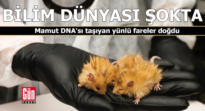 Mamut DNA sı taşıyan yünlü fareler doğdu