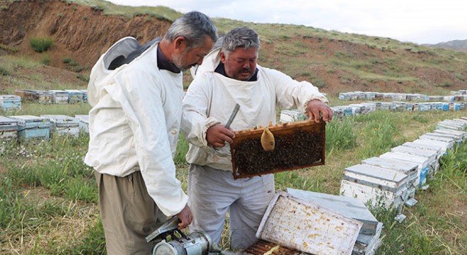 Mor Dağı yaylaları, artık arıcıları ağırlıyor