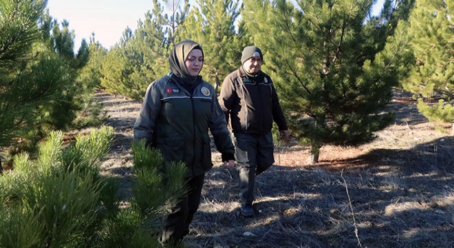 Ormanda,  yılbaşı ağacı  nöbeti