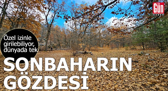 Sonbaharın gözdesi orman; dünyada tek