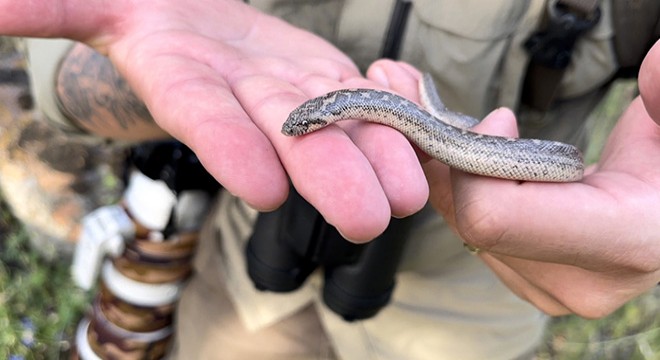 Türkiye deki tek boa yılan türü Antalya da görüntüledi