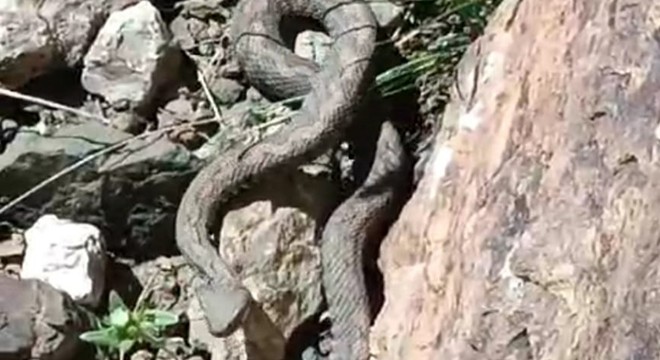 Türkiye nin en zehirli yılanı görüntülendi