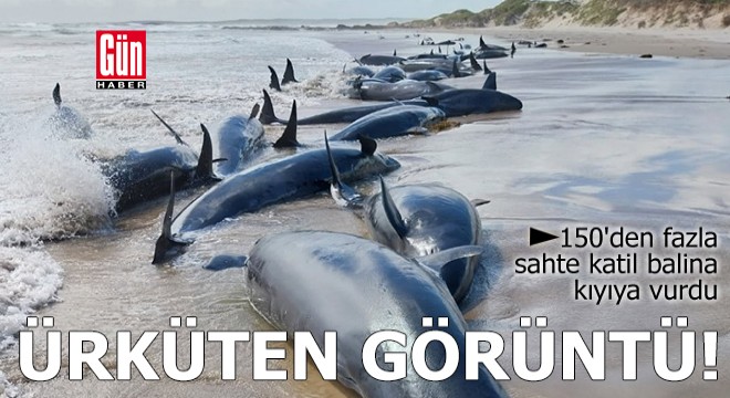 Ürküten görüntü! 150 den fazla sahte katil balina kıyıya vurdu