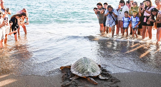 Yaralı 2 caretta caretta tedavi sonrası denize bırakıldı