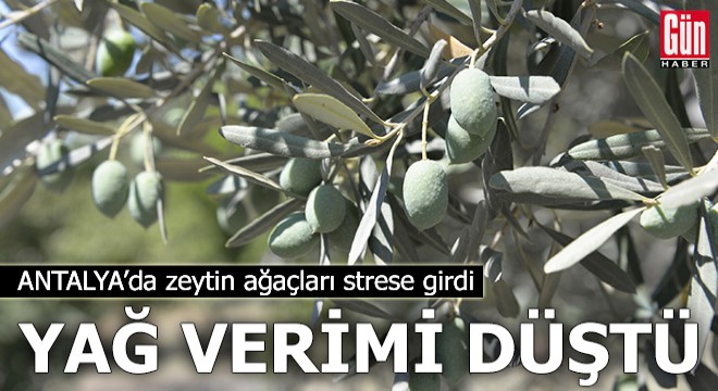 Zeytin ağacı kurak yazda strese girdi, yağ verimi düştü