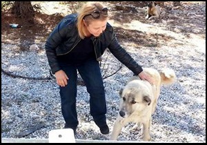 Yol kenarına bırakılan köpekler barınağa götürüldü