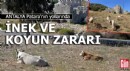 Antalya Patara'nın yollarında inek ve koyun zararı