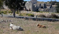 Antalya Patara'nın yollarında inek ve koyun zararı