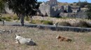 Antalya Patara'nın yollarında inek ve koyun zararı