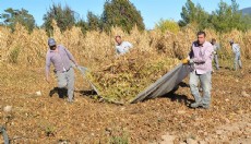 Antalya'da Çandır fasulyesinde hasat zamanı