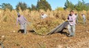 Antalya'da Çandır fasulyesinde hasat zamanı