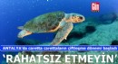 Antalya'da carettaların çiftleşme dönemi başladı; 'rahatsız etmeyin' uyarısı