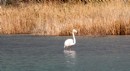 Antalya'da flamingo sürprizi