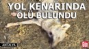 Antalya'da tüfekle öldürülmüş kurt bulundu