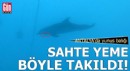 Antalya'da yunus balığı, sahte yeme takıldı