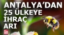 Antalya'dan 25 ülkeye arı ihraç ediliyor