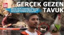 Antalya'nın gerçek gezen tavuğu