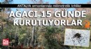 Antalya ormanlarında milimetrelik tehlike; ağacı 15 günde kurutuyorlar